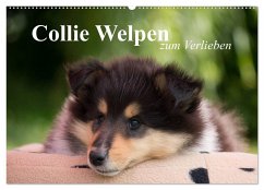 Collie Welpen zum Verlieben (Wandkalender 2025 DIN A2 quer), CALVENDO Monatskalender
