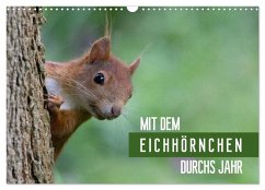 Mit dem Eichhörnchen durchs Jahr (Wandkalender 2025 DIN A3 quer), CALVENDO Monatskalender - Calvendo;Brackhan, Margret