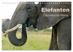 Elefanten - Faszination der Wildnis (Wandkalender 2025 DIN A4 quer), CALVENDO Monatskalender - Calvendo;Haase, Nadine