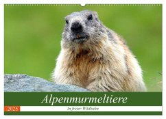 Alpenmurmeltiere in freier Wildbahn (Wandkalender 2025 DIN A2 quer), CALVENDO Monatskalender