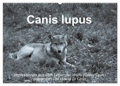 Canis lupus (Wandkalender 2025 DIN A2 quer), CALVENDO Monatskalender