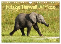 Putzige Tierwelt Afrikas (Wandkalender 2025 DIN A4 quer), CALVENDO Monatskalender - Calvendo;Haase, Nadine