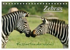 Zebras - Faszination der Wildnis (Tischkalender 2025 DIN A5 quer), CALVENDO Monatskalender - Calvendo;Haase, Nadine