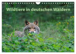 Wildtiere in deutschen Wäldern (Wandkalender 2025 DIN A4 quer), CALVENDO Monatskalender