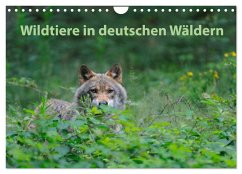 Wildtiere in deutschen Wäldern (Wandkalender 2025 DIN A4 quer), CALVENDO Monatskalender - Calvendo;Jähne, Karin