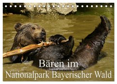 Bären im Nationalpark Bayerischer Wald (Tischkalender 2025 DIN A5 quer), CALVENDO Monatskalender