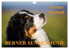 Treuer Freund Berner Sennenhund (Wandkalender 2025 DIN A4 quer), CALVENDO Monatskalender - Calvendo;Starick, Sigrid