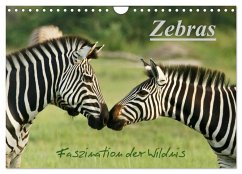 Zebras - Faszination der Wildnis (Wandkalender 2025 DIN A4 quer), CALVENDO Monatskalender - Calvendo;Haase, Nadine
