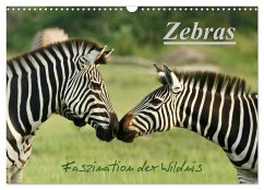 Zebras - Faszination der Wildnis (Wandkalender 2025 DIN A3 quer), CALVENDO Monatskalender - Calvendo;Haase, Nadine