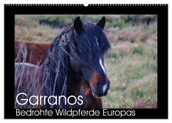 Garranos - Bedrohte Wildpferde Europas (Wandkalender 2025 DIN A2 quer), CALVENDO Monatskalender