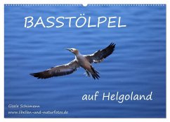 Basstölpel auf Helgoland (Wandkalender 2025 DIN A2 quer), CALVENDO Monatskalender