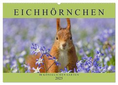 Eichhörnchen im Königlichen Garten (Wandkalender 2025 DIN A2 quer), CALVENDO Monatskalender