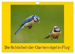 Die Schönheit der Gartenvögel im Flug (Wandkalender 2025 DIN A4 quer), CALVENDO Monatskalender