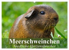 Meerschweinchen Niedliche Herzensbrecher (Wandkalender 2025 DIN A2 quer), CALVENDO Monatskalender