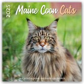 Maine Coon Cats - Main Coon Katzen 2025 - 18-Monatskalender - Original Plenty Gifts-Kalender [Mehrsprachig] [Kalender]