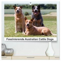 Faszinierende Australian Cattle Dogs (hochwertiger Premium Wandkalender 2025 DIN A2 quer), Kunstdruck in Hochglanz