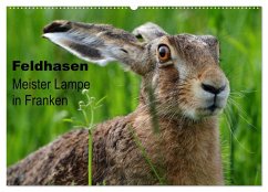 Feldhasen - Meister Lampe in Franken (Wandkalender 2025 DIN A2 quer), CALVENDO Monatskalender