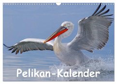 Pelikan-Kalender (Wandkalender 2025 DIN A3 quer), CALVENDO Monatskalender