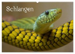 Schlangen (Wandkalender 2025 DIN A2 quer), CALVENDO Monatskalender - Calvendo;Stanzer, Elisabeth
