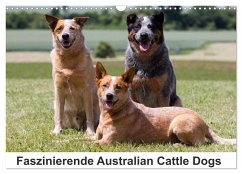 Faszinierende Australian Cattle Dogs (Wandkalender 2025 DIN A3 quer), CALVENDO Monatskalender