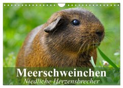 Meerschweinchen Niedliche Herzensbrecher (Wandkalender 2025 DIN A4 quer), CALVENDO Monatskalender