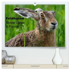 Feldhasen - Meister Lampe in Franken (hochwertiger Premium Wandkalender 2025 DIN A2 quer), Kunstdruck in Hochglanz - Calvendo;Bachmeier, Günter