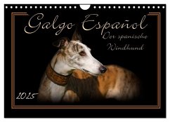 Galgo Español 2025- Der spanische Windhund (Wandkalender 2025 DIN A4 quer), CALVENDO Monatskalender