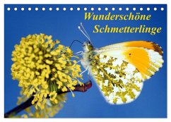 Wunderschöne Schmetterlinge (Tischkalender 2025 DIN A5 quer), CALVENDO Monatskalender