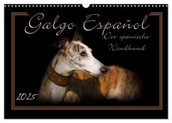 Galgo Español 2025- Der spanische Windhund (Wandkalender 2025 DIN A3 quer), CALVENDO Monatskalender