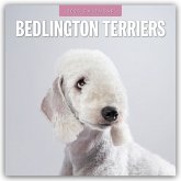 Bedlington Terrier - Bedlington Terriers 2025 - 16-Monatskalender