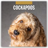 Cockapoos - Cockapoo 2025 - 16-Monatskalender