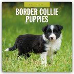 Border Collie Puppies - Border Collie Welpen 2025 - 16-Monatskalender