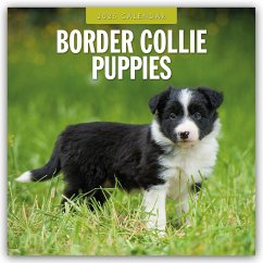 Border Collie Puppies - Border Collie Welpen 2025 - 16-Monatskalender - Red Robin Publishing Ltd