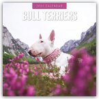 Bull Terriers - Bullterrier 2025 - 16-Monatskalender