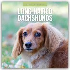Long-Haired Dachshunds - Langhaardackel 2025 - 16-Monatskalender