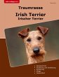 Traumrasse Irish Terrier - Bild 1