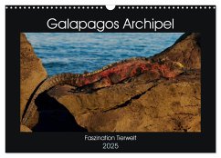 Galapagos Archipel- Faszination Tierwelt (Wandkalender 2025 DIN A3 quer), CALVENDO Monatskalender