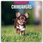 Chihuahuas - Chihuahua 2025 - 16-Monatskalender