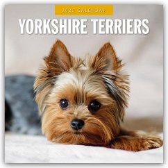 Yorkshire Terriers - Yorkshire Terrier 2025 - 16-Monatskalender - Red Robin Publishing Ltd