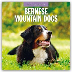 Bernese Mountain Dog - Berner Sennenhund 2025 - 16-Monatskalender - Red Robin Publishing Ltd