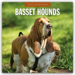 Basset Hounds - Basset Hound 2025 - 16-Monatskalender - Red Robin Publishing Ltd