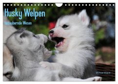 Husky Welpen (Wandkalender 2025 DIN A4 quer), CALVENDO Monatskalender - Ebardt, Michael