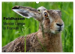 Feldhasen - Meister Lampe in Franken (Wandkalender 2025 DIN A3 quer), CALVENDO Monatskalender - Bachmeier, Günter