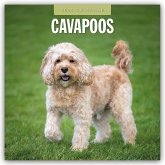 Cavapoos 2025 Square Wall Calendar