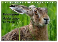 Feldhasen - Meister Lampe in Franken (Wandkalender 2025 DIN A4 quer), CALVENDO Monatskalender