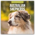 Australian Shepherds - Australian Shepherd 2025 - 16-Monatskalender