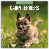 Cairn Terriers - Cairn Terrier 2025 - 16-Monatskalender