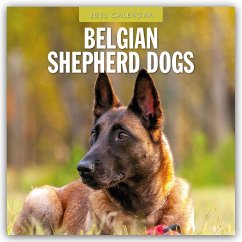 Belgian Shepherd - Belgischer Schäferhund 2025 - 16-Monatskalender - Red Robin Publishing Ltd