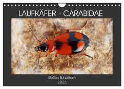 LAUFKÄFER - CARABIDAE (Wandkalender 2025 DIN A4 quer), CALVENDO Monatskalender - Schellhorn, Steffen