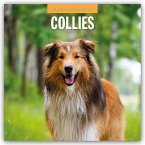 Collies - Collie 2025 - 16-Monatskalender